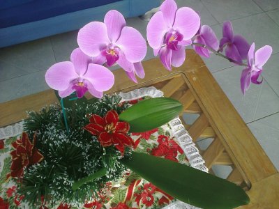 orquideas jigsaw puzzle