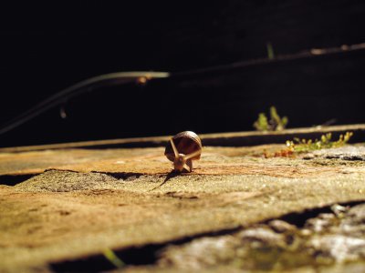 Night Snail jigsaw puzzle