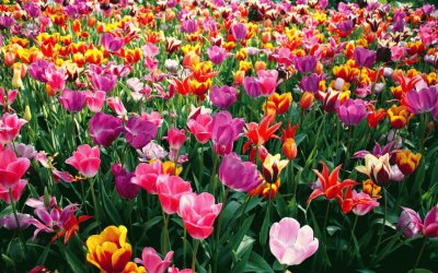 פאזל של son muy bonitos los tulipanes