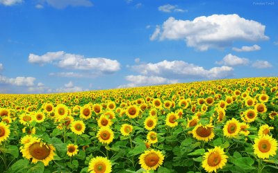 son muy bonitos  girasoles jigsaw puzzle