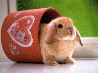 que bonito conejo es bien tierno