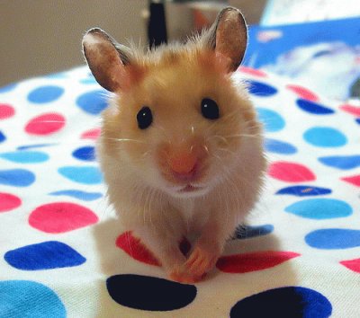 muy tierno hamster