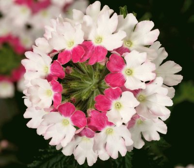 פאזל של Verbena Twister Pink