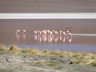 פאזל של Flamingos