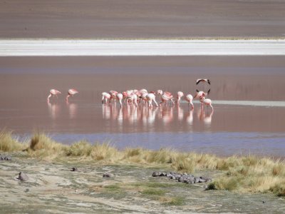 Flamingos