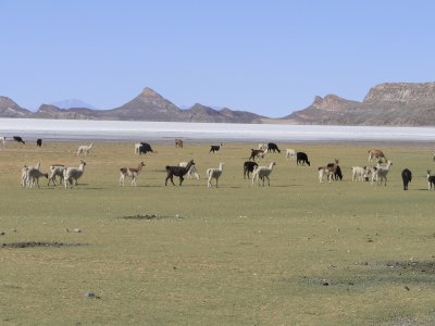 Llamas en Bolivia