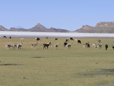 Llamas en Bolivia jigsaw puzzle