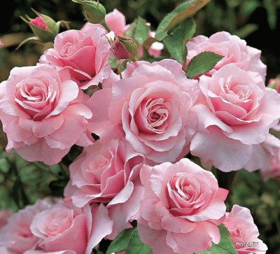 Rosas jigsaw puzzle