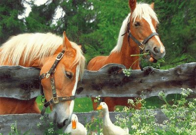 cavalos