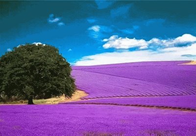 PAISAJE CON LAVANDA