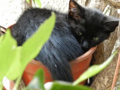 LA CHILINDRINA DURMIENDO LA SIESTA