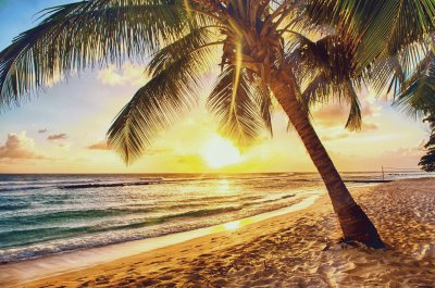 palmera