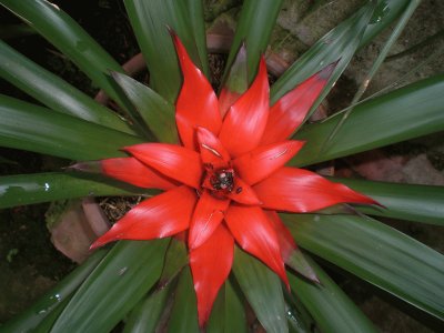 פאזל של Bromelia6