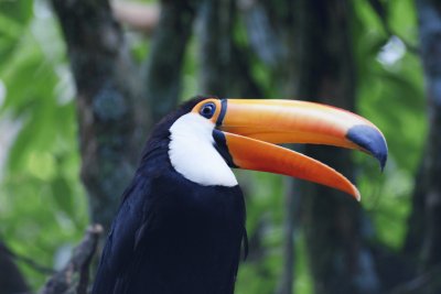 פאזל של tucano