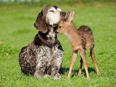 animais