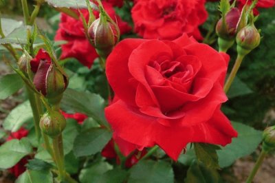 rosas