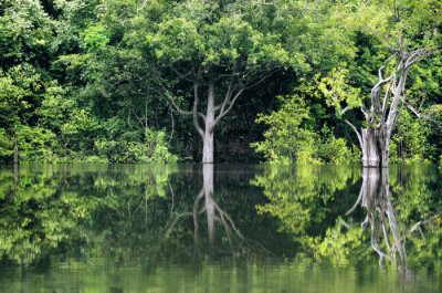 AMAZÃ”NIA BRASIL jigsaw puzzle