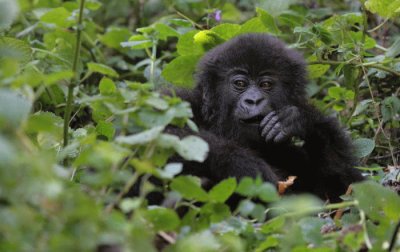 פאזל של PARQUE NACIONAL VIRUNGA