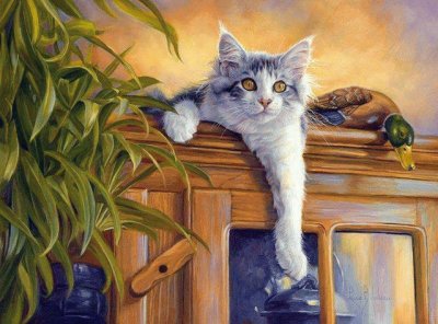 gato