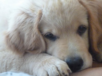 פאזל של MÃ¡ximo Golden Retriever 2 meses