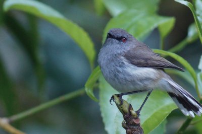 פאזל של New Zealand North Island Robin