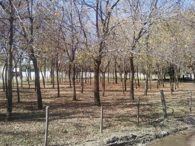 פאזל של Winter trees