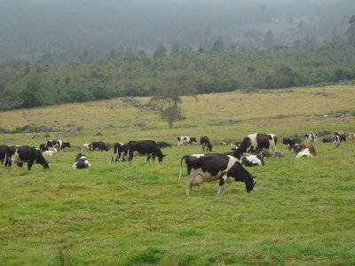 Ganaderia de Leche, Paramo de la Culata, Venezuela