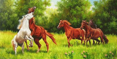 cavalos