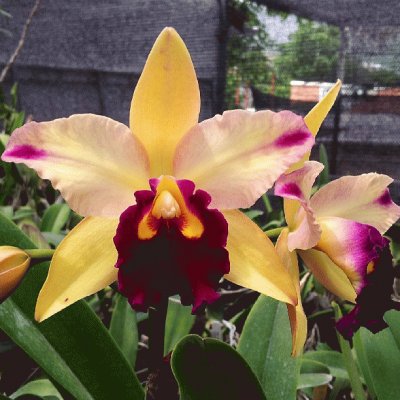 orquÃ­dea