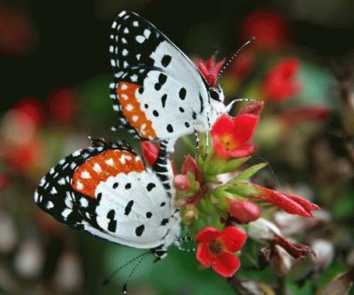 Black orange   white butterfly