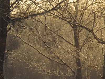 Early morning sun through frosty trees