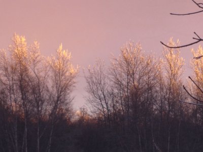 פאזל של Frosty treetops at sunset
