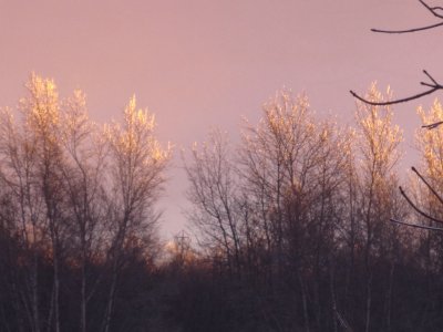 Frosty treetops at sunset