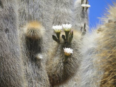 פאזל של Cactus gigantes