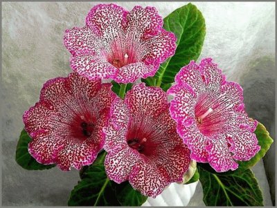 flor