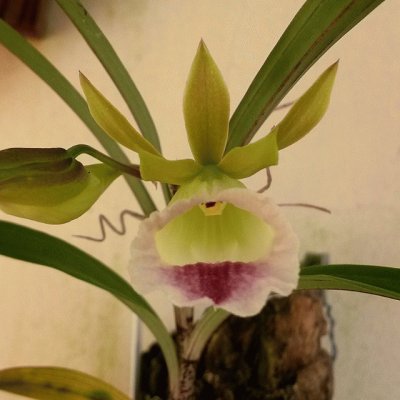 orquÃ­dea