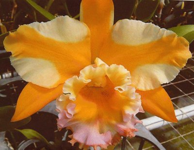orquidario
