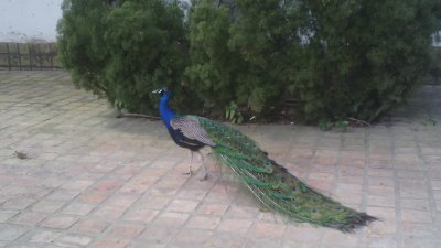 Pavo Real jigsaw puzzle