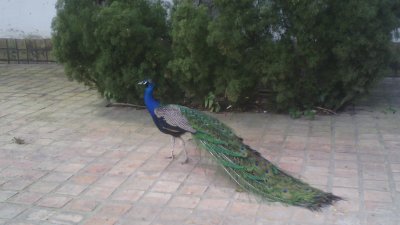 פאזל של Pavo Real