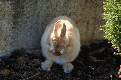 Titi fait sa toilette