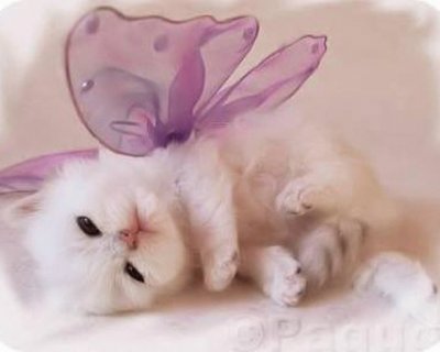 BUTTERCAT jigsaw puzzle