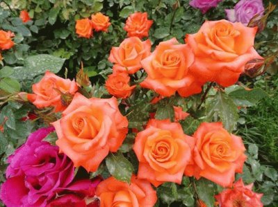 rosas