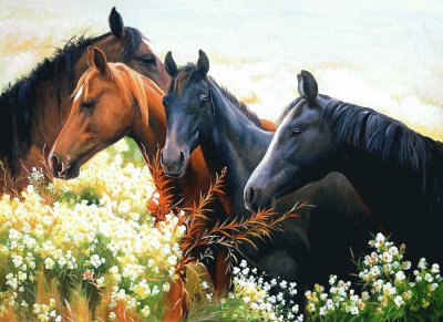 cavalos