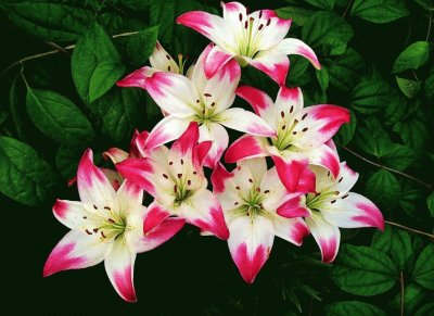 flor