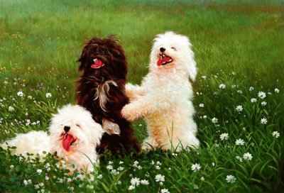 cÃ£es
