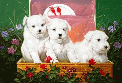 cÃ£ezinhos