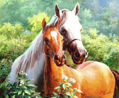 cavalos