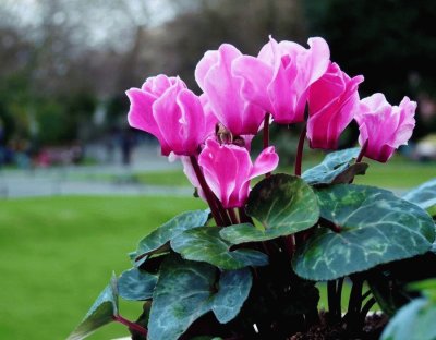 flor