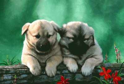 cÃ£ezinhos