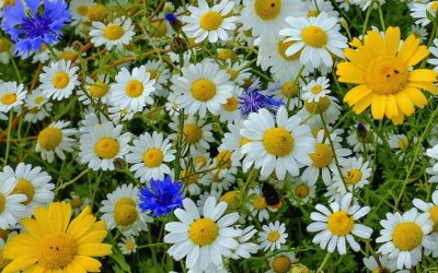 flores